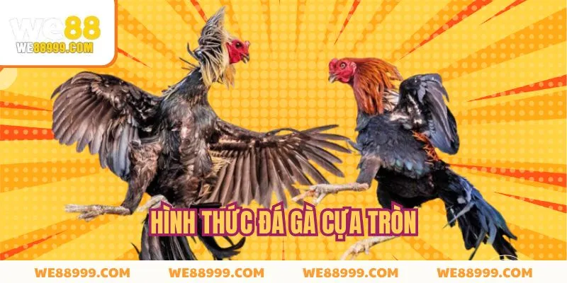 Đá Gà Cựa Tròn - Đấu Trường Của Sức Bền Và Bản Lĩnh