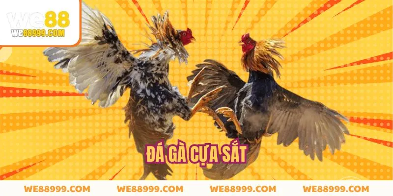 Hình thức chọi kê cựa sắt kịch tính