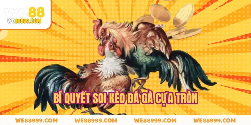 Kỹ năng soi kèo khi tham gia đá gà cựa tròn