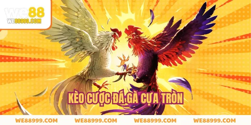 Lý do nên trải nghiệm loại hình chọi kê cựa tròn