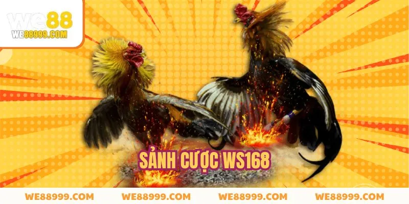 WS168 cung cấp sân chơi chọi gà nổi tiếng hiện nay